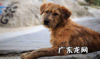 流浪狗怎么处理 流浪狗怎么处理打什么电话