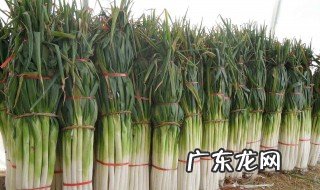 大葱种植技术 日本大葱种植技术