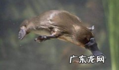 鸭嘴兽是什么动物 鸭嘴兽是什么动物进化而来的