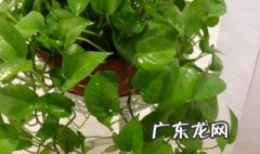 除甲醛净化方法有哪些 除甲醛净化方法