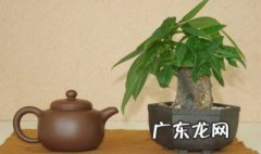发财树的养法 发财树的养法和视频