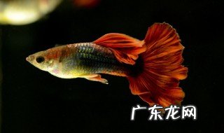 孔雀鱼难产怎么办 孔雀鱼难产怎么办,视频