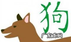属狗的年份 属猪的年份
