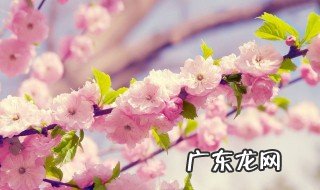 樱花有没有花和果实 樱花有结果吗