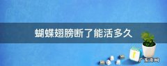 蝴蝶翅膀断了能活多久 蝴蝶断翅还能活吗?