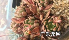 粉介壳虫怎么根除 粉介壳虫怎样彻底消灭