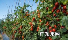 小番茄种植方法 小番茄种植方法和时间