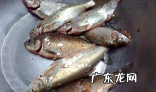 白条鱼怎么处理内脏 白条鱼怎么处理