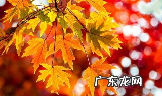 枫叶的特点 枫叶的特点与颜色