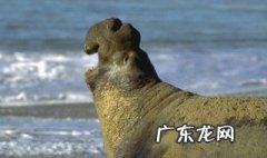 海象的生殖方式是什么? 海象的生殖方式是什么