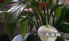 白掌的果实是种子吗 白掌的果实是什么