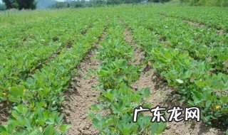 东北花生什么时候种最好 东北花生什么时候种合适