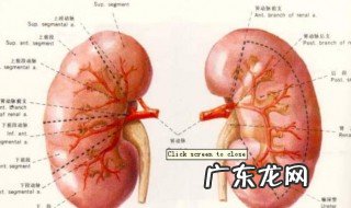 吃什么补肾壮阳 吃什么补肾壮阳持久