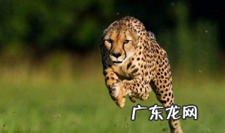 豹子的速度是多少 豹子的速度是多少千米每秒