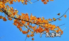 自古逢秋悲寂寥我言秋日胜春朝作者是谁 自古逢秋悲寂寥我言秋日胜春朝作者