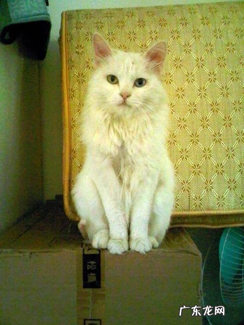 离家的猫怎么寄快递