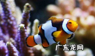 小丑鱼好养吗不用蛋分器可以养吗 小丑鱼好养吗