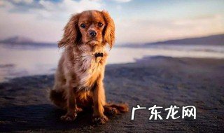 广西的狗肉节 广西狗肉节来历