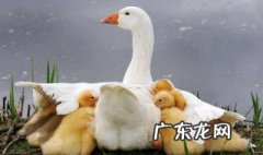 鸡和鸭子是什么动物 鸭子是什么动物