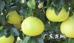 柚子上火吗 柚子吃上火吗?