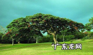 一棵树的价值有多大 一棵树的价值有多大呢