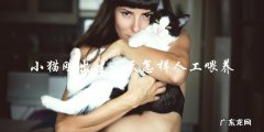 如何进行十天大的小猫人工喂养？