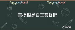 菩提根是白玉菩提吗 菩提根是不是白玉菩提