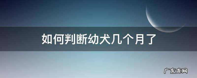 如何判断幼犬几个月了 怎么判断幼犬几个月了