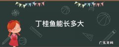 丁桂鱼能长多大 丁桂鱼能长多大有几斤?
