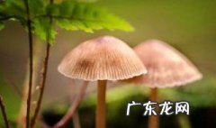 蘑菇是什么颜色的简笔画 蘑菇是什么颜色