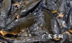 记忆力不好吃什么可以增强记忆力 记忆力不好吃什么