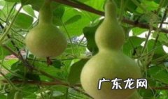 宝葫芦怎样种? 宝葫芦怎样种才能发芽