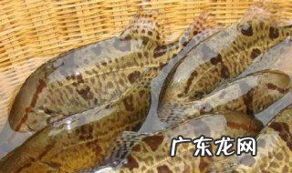 路亚如何钓鳜鱼 路亚钓鳜鱼的7个技巧