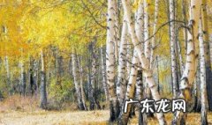 白杨树的精神是什么 白杨树的精神有哪些
