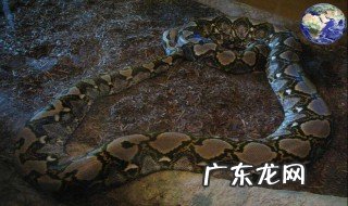 世界上最长的蟒蛇是什么蛇 世界上最长的蟒蛇是什么