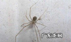 家里有大蜘蛛意味着什么 家里有大蜘蛛意味着什么意思