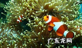 海里的植物有哪些 海里的植物有哪些种类和名称