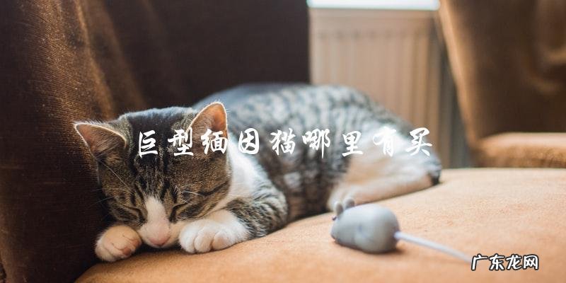 在哪里可以买到巨型缅因猫?