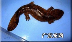 娃娃鱼有毒吗 娃娃鱼有毒吗?