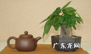 发财树怎么养能长得更快 发财树怎么养能长得更快一点