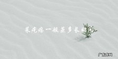 蒸菜疙瘩需要多长时间？