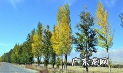 白杨树像什么 白杨树像什么似的比喻句