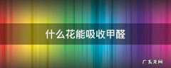 什么花能吸收甲醛 什么花能吸收甲醛?