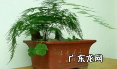 白糖加啤酒浇文竹的作用 文竹的作用