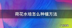 荷花水培怎么种植方法 家养 荷花水培怎么种植方法