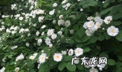 纪念烈士的小白花怎么做 小白花怎么做