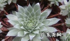 鸡粪怎样养花好 鸡粪怎样养花