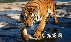 谁是百兽之王脑筋急转弯 谁是百兽之王