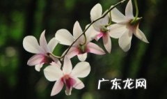 兰花的种植方法和技巧 兰花的种植方法