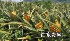 菠萝在哪里长出来的 菠萝是怎么长的